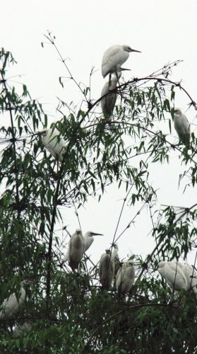 白鷺雖然美麗，多了也招架不住