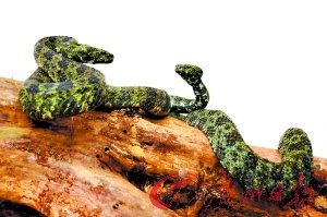 “蛇中大熊貓”莽山烙鐵頭蛇現(xiàn)身韶關(guān)(圖)