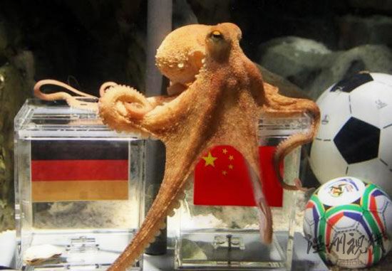 神準章魚哥被網友PS惡搞半決賽中國贏德國？(圖)