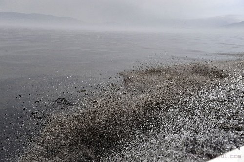 大連輸油管爆炸污染50平方公里海面