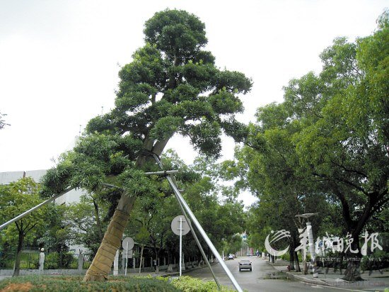 花800萬元路邊種31棵羅漢松(組圖)