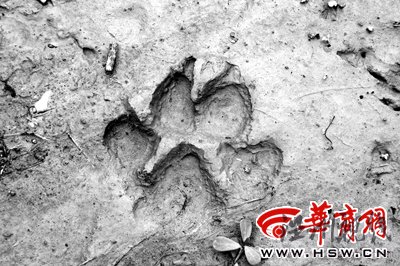 陜西安康村民稱(chēng)村中有狼出現(xiàn)腳印清晰可見(jiàn)(圖)
