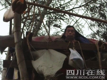 陳茂國在15米高的桉樹上“安營扎寨”(網友供圖)