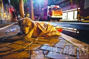 等不到主人出現(xiàn)，小狗久久不愿離去