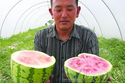 “石頭瓜”瓜皮足足有1.5厘米厚。