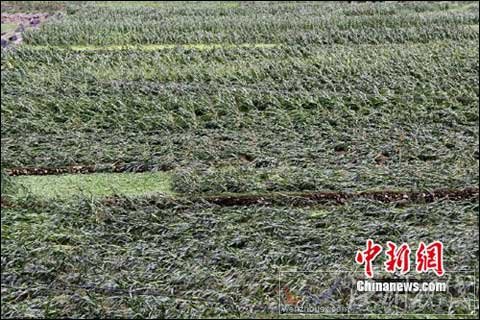 湖北興山遭受特大暴風雨 莊稼農房損毀嚴重