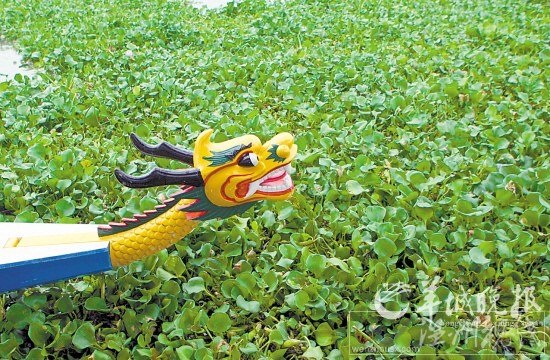 水葫蘆肆虐河道，龍舟舉步維艱 寧彪 攝
