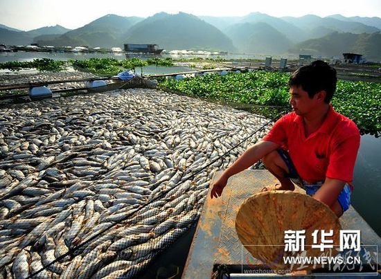 寧德古田死魚