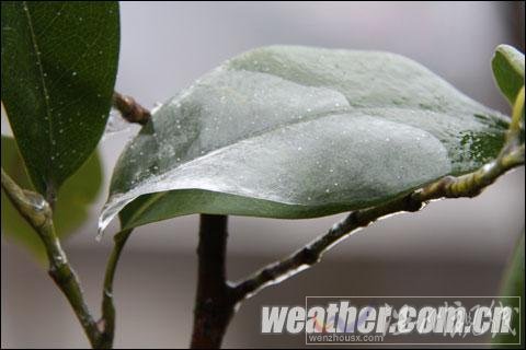 貴州現(xiàn)入冬范圍最大凍雨 樹葉電線結(jié)冰（組圖）