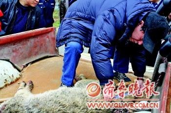 山東棗莊目擊者辨認(rèn)：被擊斃的正是傷人野狼