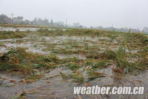 江西新余遭遇強降水 路面成湖面稻谷被水淹
