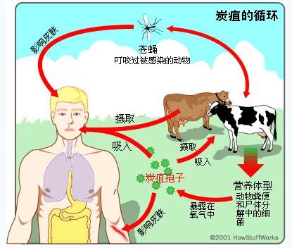 遼寧現炭疽病疫情