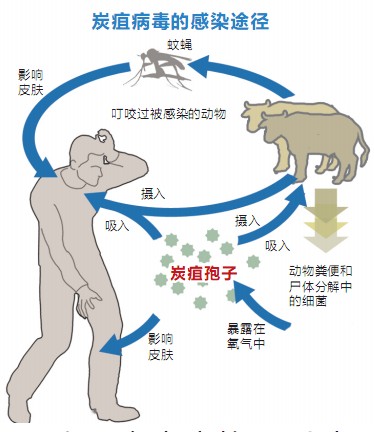 遼寧現炭疽病疫情