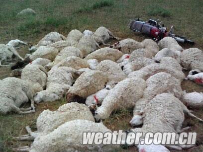 內(nèi)蒙古部分地區(qū)頻遭山洪雷擊 一人受傷近百只羊死亡
