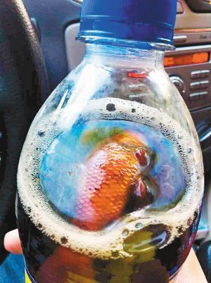 百事可樂喝出死金魚