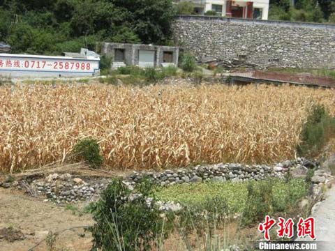 湖北興山干旱 玉米等作物受災(zāi)嚴(yán)重經(jīng)濟(jì)損失七千多萬(wàn)
