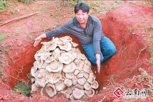 世界最大蘑菇，云南玉溪發(fā)現(xiàn)野生食用菌巨大口蘑重達(dá)82.8公斤