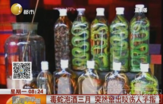 毒蛇泡酒3個月咬人