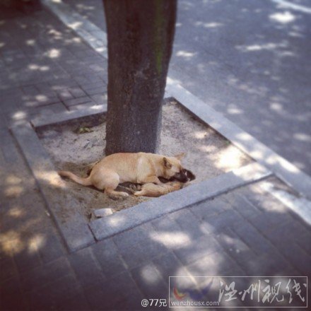 土狗趴在死去的小貓上難過