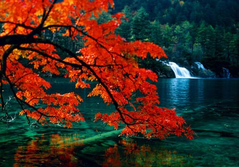 霜葉紅于二月花 紅葉觀賞權(quán)威推薦