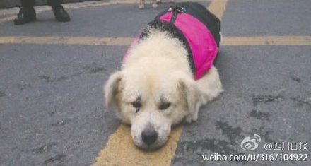 忠犬旺財(cái)被主人遺棄 每天在小區(qū)門口癡等主人