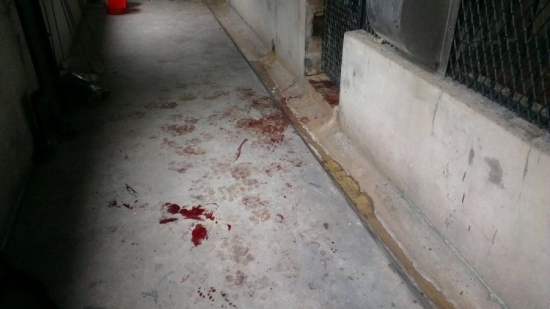 飼養(yǎng)員被華南虎咬死