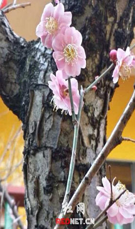 今年天氣反常，正月初二長(zhǎng)沙桃花盛開