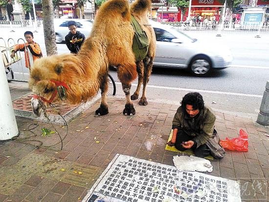 男子廣州街頭牽駱駝乞討
