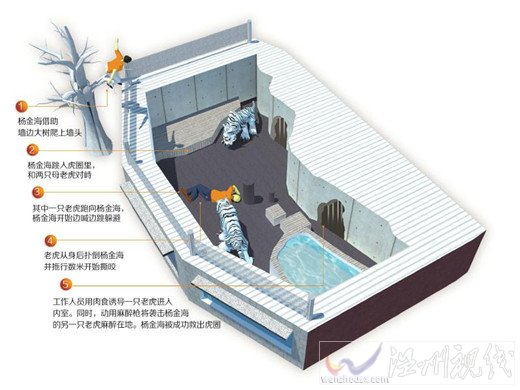 男子跳進老虎園圖片