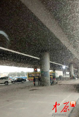 鄭州飄下“桃花雪” 乍暖還寒最高氣溫降至個位數
