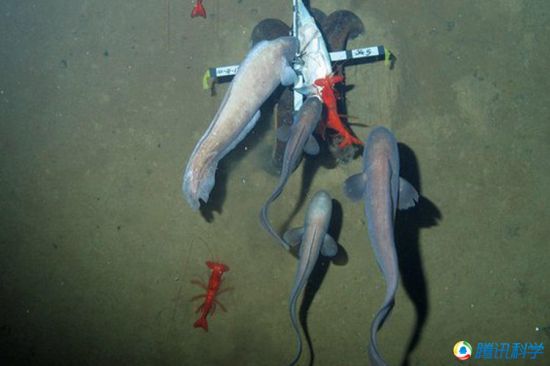 科學家發現7000米深的太平洋海溝有魚蝦