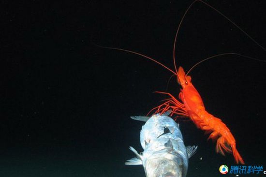 科學家發現7000米深的太平洋海溝有魚蝦