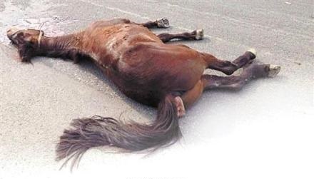 溫州價(jià)值18萬駿馬被撞死 肇事工程車逃逸