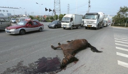 溫州價(jià)值18萬駿馬被撞死 肇事工程車逃逸