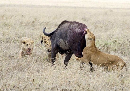 動(dòng)物世界獅子和水牛 11頭獅子圍攻1頭水牛