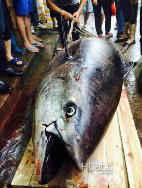 藍(lán)鰭金槍魚(yú)價(jià)格昂貴已瀕臨滅絕，2014年5月11日廣東漁民捕獲680斤藍(lán)鰭金槍魚(yú)