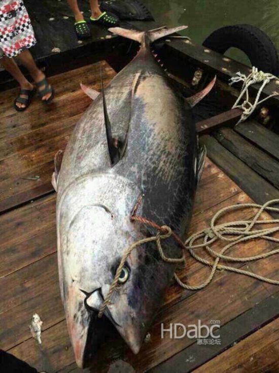 藍(lán)鰭金槍魚(yú)價(jià)格昂貴已瀕臨滅絕，2014年5月11日廣東漁民捕獲680斤藍(lán)鰭金槍魚(yú)