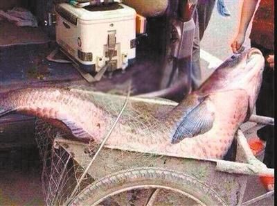 重慶現(xiàn)300斤大魚