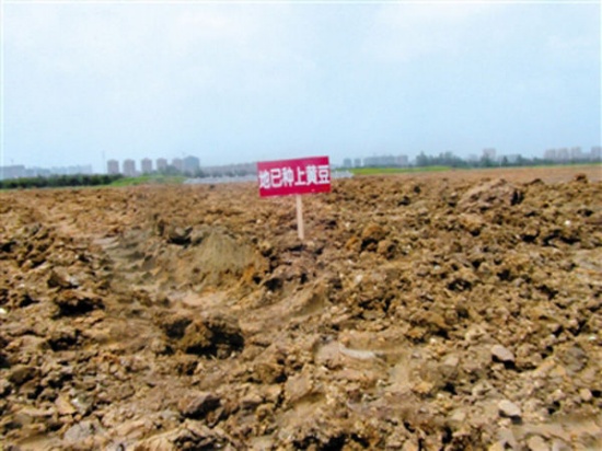 在馬路上蓋土種豆原因