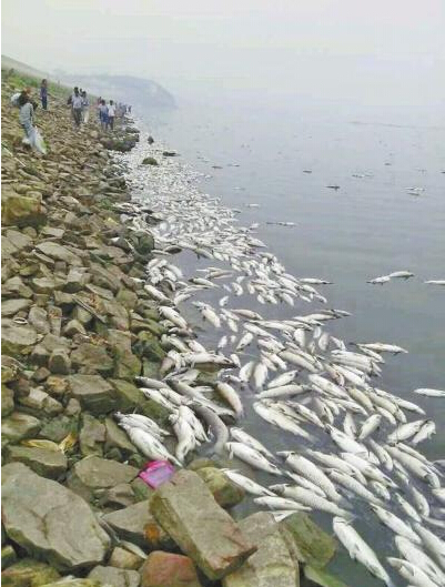 白沙水庫(kù)出現(xiàn)數(shù)十萬(wàn)斤死魚(yú)