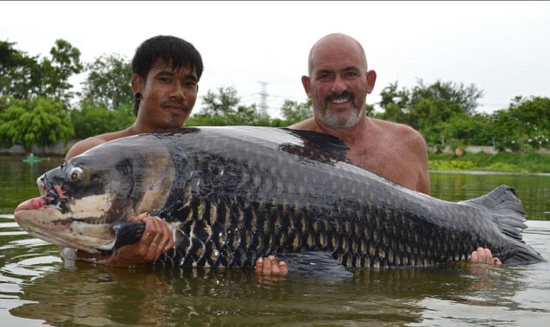 暹羅鯉魚是世上最大的鯉魚