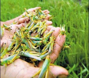 黃河灘蝗災(zāi)肆虐
