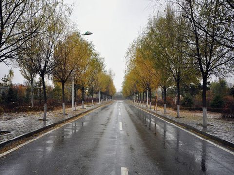 南方樹葉還很綠，內蒙古已經秋葉落盡
