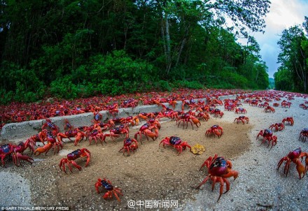 澳洲紅蟹大遷徙
