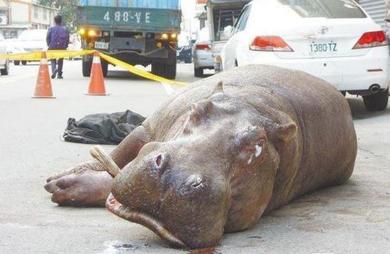 摔車(chē)河馬死亡