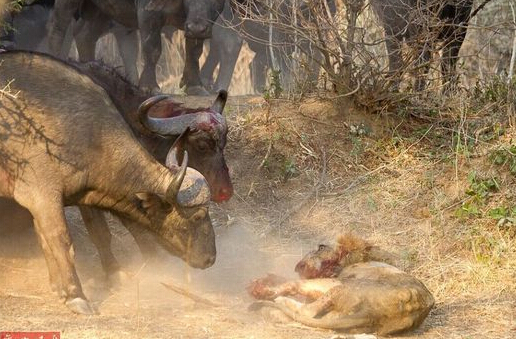 水牛殺死獅子