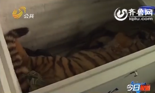 老虎受驚嚇跳樓