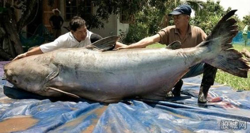 湄公河巨型鯰魚(yú)