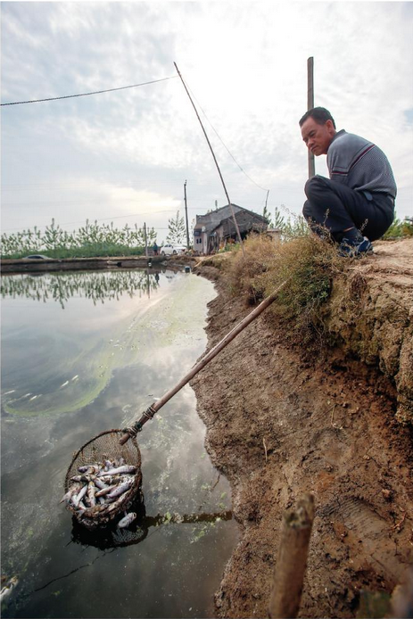 350萬斤鮰魚死亡