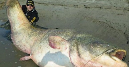 鲇魚腹內發現遺骸